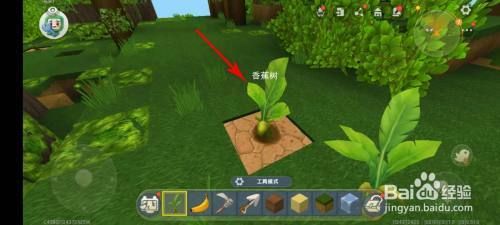 迷你世界香蕉树苗怎么长大？-迷你世界新手怎么快速发育