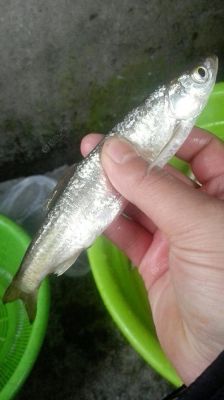 钓餐条白丝如何不钓底如何调漂？-新手泡点修改