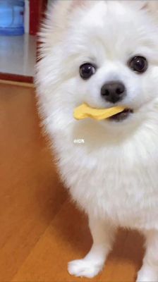 萌宠小动物有哪些？-发现汪星人新手攻略