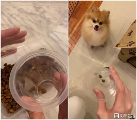 萌宠小动物有哪些？-发现汪星人新手攻略