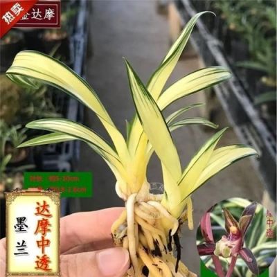 达摩中透兰花好养不？-达摩新手攻略