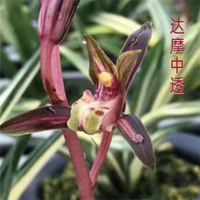 达摩中透兰花好养不？-达摩新手攻略