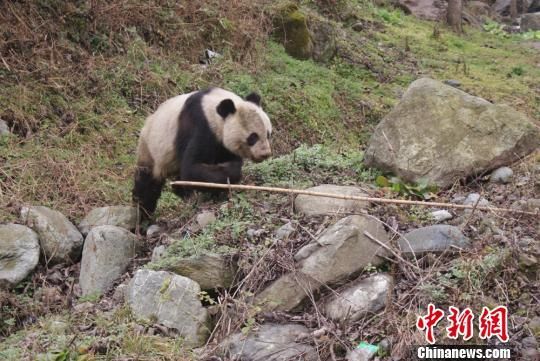 现在还有野生大熊猫吗?-熊猫新手村学采矿