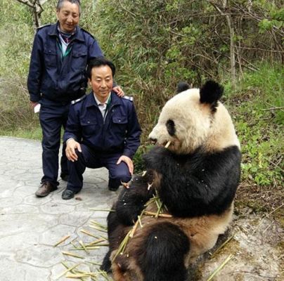 现在还有野生大熊猫吗?-熊猫新手村学采矿