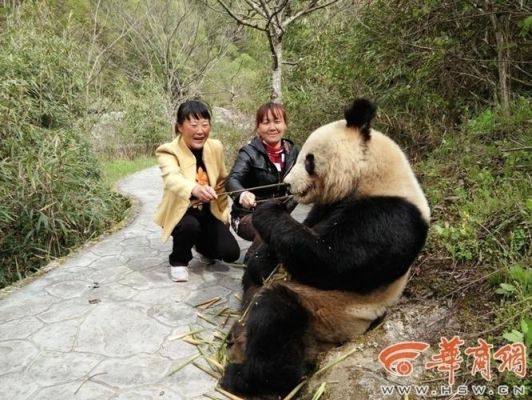 现在还有野生大熊猫吗?-熊猫新手村学采矿