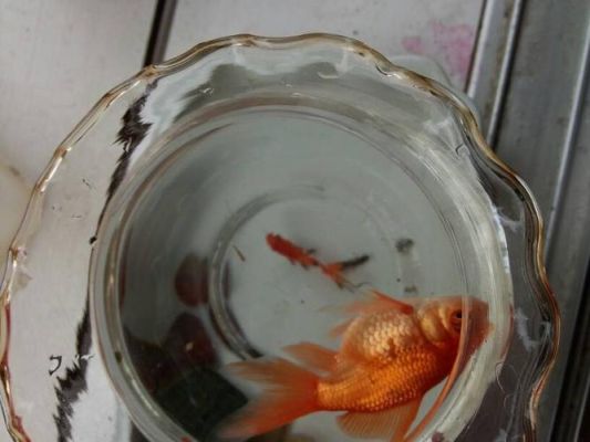 金鱼不好养经常死是什么原因？-新手向缺氧入坑