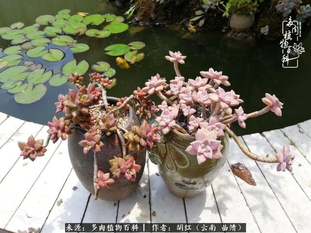 多肉姬胧月与阿轮培有什么不同？-侍魂胧月传说新手适合什么角色