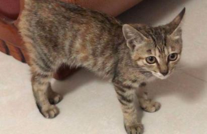 狸花猫适合新手养吗？-新手可以养狸猫斗技