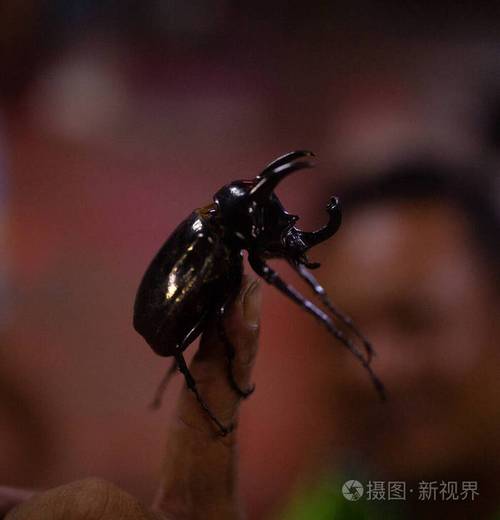 什么甲虫最容易养？-阿特拉斯新手