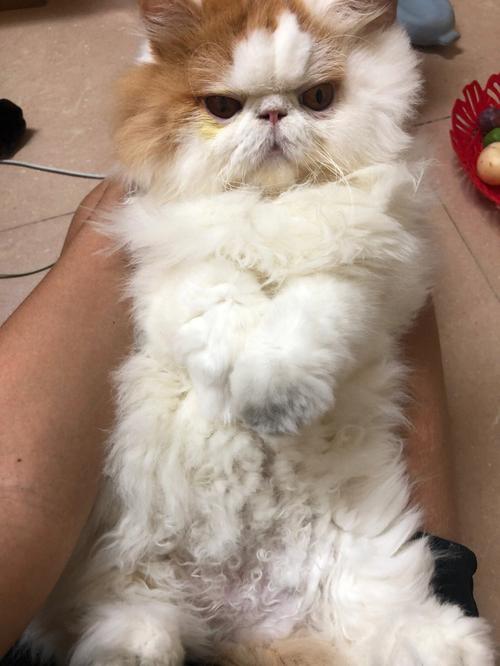 加菲猫，是不是掉线了啊？-加菲猫最新手机壁纸