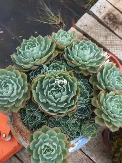 多肉海啸是夏型品种吗？-新手神刀技能摆放位置