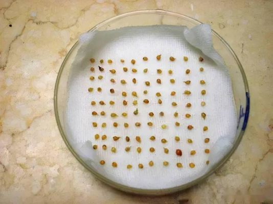 种子催芽用什么药？-种子洗白神器最新手机版下载