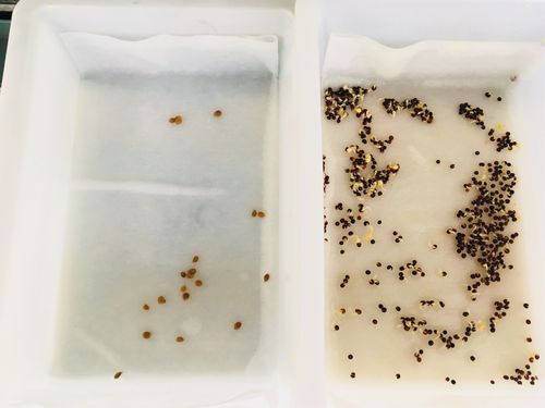 种子催芽用什么药？-种子洗白神器最新手机版下载