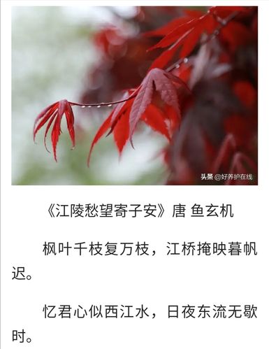 枫叶在古代诗词中有离别愁绪情感的诗句？-梦间集新手角色推荐