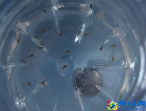 养鱼苗新手入门？-缺氧 新手指南