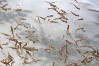 养鱼苗新手入门？-缺氧 新手指南