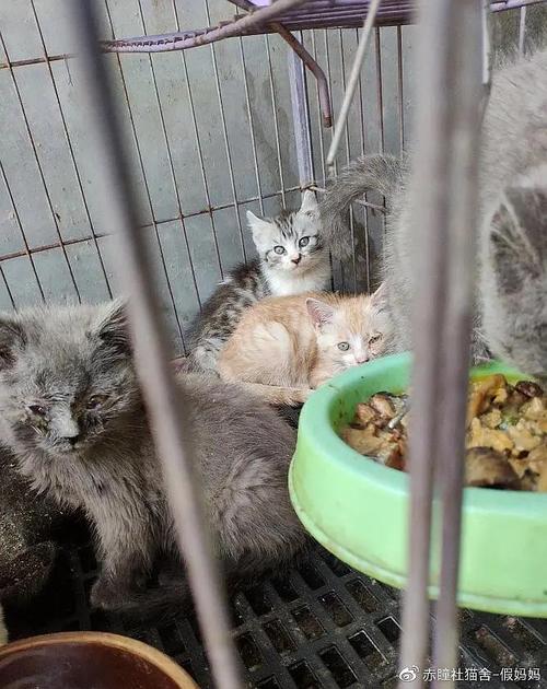 什么是后院猫，如何辨别？-猫咪后院攻新手怎么