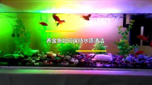 新手养鱼知识，想养鱼怎样轻松顺利地入门？-忍者必须列3新手怎么玩