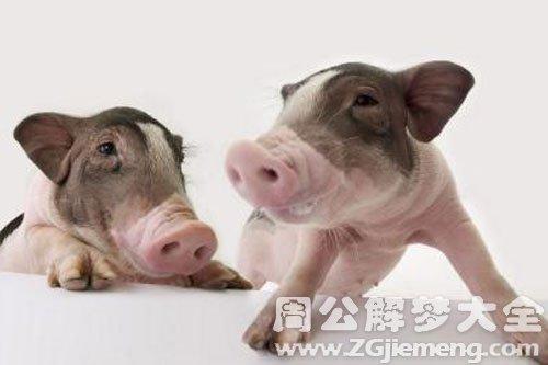 猪的含义谁知道是什么？-胖财猪新手答案