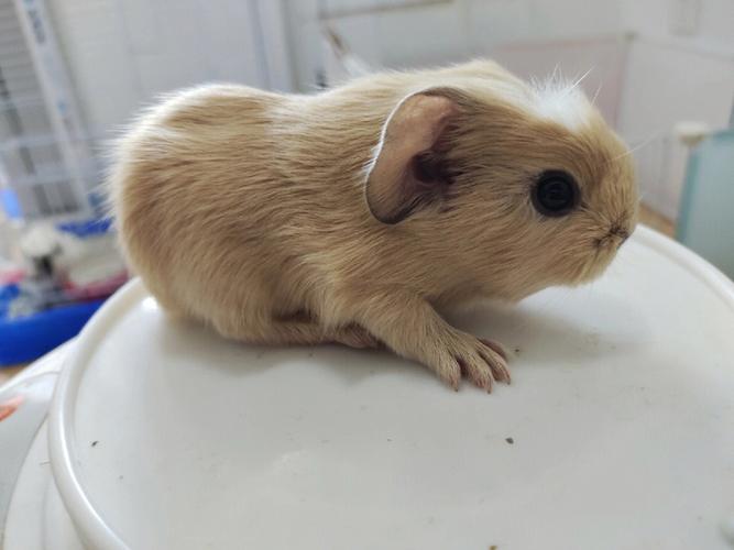 刚出生的荷兰猪怎么养？-荷兰猪新手饲养