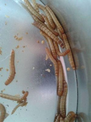 怎么养大虫子？-大虫子适合新手吗