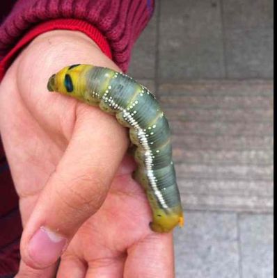 怎么养大虫子？-大虫子适合新手吗