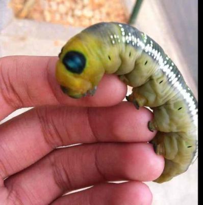 怎么养大虫子？-大虫子适合新手吗