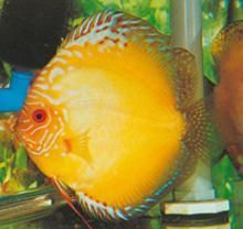 海洋馆里有13条黄金神仙鱼，花面神仙鱼比黄金神仙鱼多9条，透红小丑鱼？-dnf黄金小丑