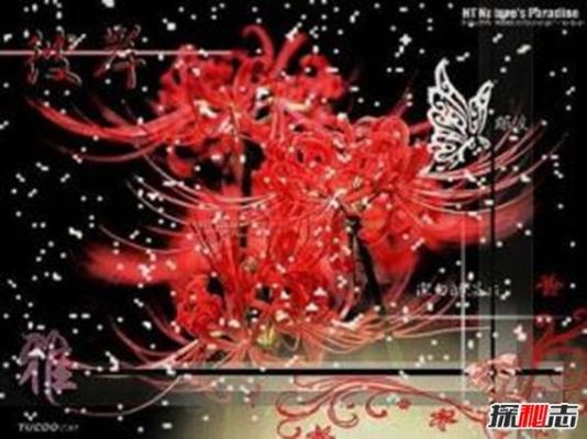 DNF彼岸花是什么意思？-彼岸花dnf