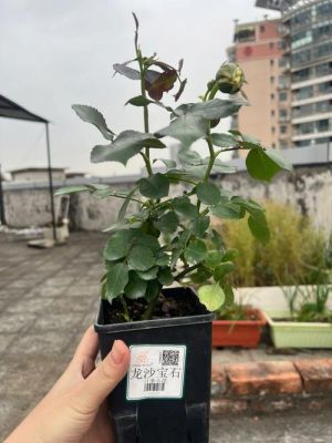 真宙和蓝色风暴哪个好？-dnf蓝色风暴