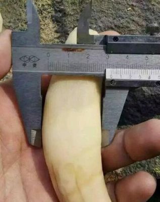 请问老虎牙齿的硬度是多少？-dnf牙虎