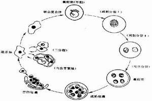 end宿主菌包括哪些？-dnf潜伏