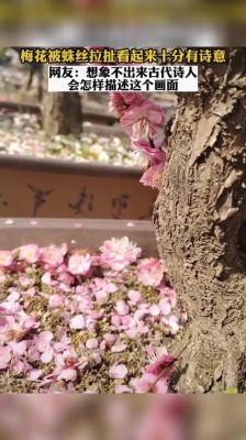 蛛丝与梅花原文？-dnf碧水重门指环