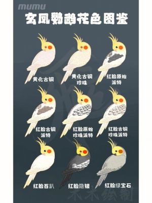 玄凤鹦鹉繁殖期喂什么？-dnf鹦鹉加点