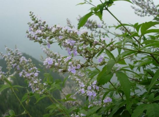 黄荆条子出好人的典故？-dnf黄金棍