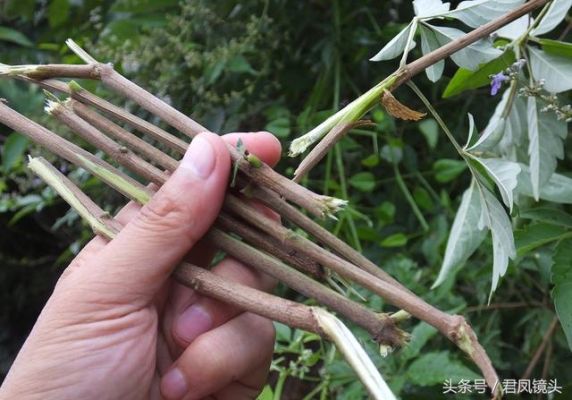 黄荆条子出好人的典故？-dnf黄金棍