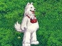 Dnf狗狗套多少钱？属性怎么样？-dnf狗宠物