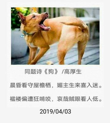 求师不必远处寻，伶猫俐狗气象台。此诗所指什么动物？-dnf俐鼠
