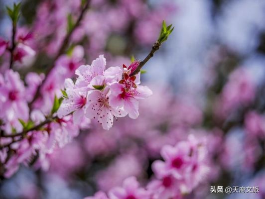 灼灼其华原著小说？-dnf灼灼其华之戒
