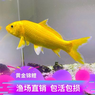 黄金锦鲤的品种有哪些？-dnf黄金鲤鱼