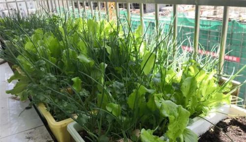 地下城怎么种菜？-dnf种菜