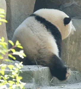 疯熊院熊猫基地是真的吗？-DNF疯奶爸