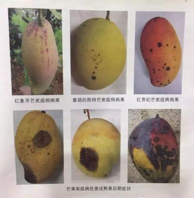 end宿主菌包括哪些？-dnf潜伏9