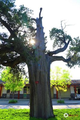 古布拉道尔的千年蒙医秘方叫什么？-dnf千年岁月怎么弄