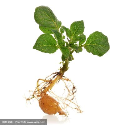 马铃薯的杆和叶子煮熟能喂猪吗？-叶子猪dnf