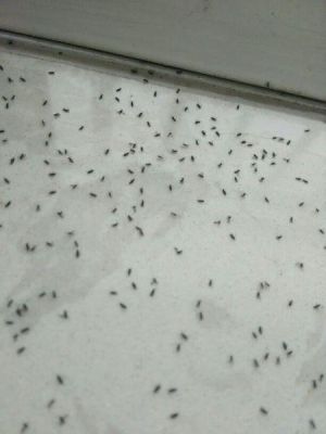 这是什么飞虫？腰可细像根针，黑黄相间的腿，好像还会叫？-dnf虫腰