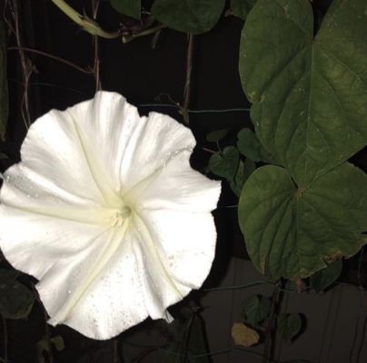 哪些植物能和月光花组合？-dnf月光之芒